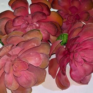 Succulents Set of 4 LARGE SUCCULENTS Orange echeveria Succulents PINK 💕